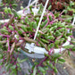 Othonna Capensis ‘Ruby Necklace’