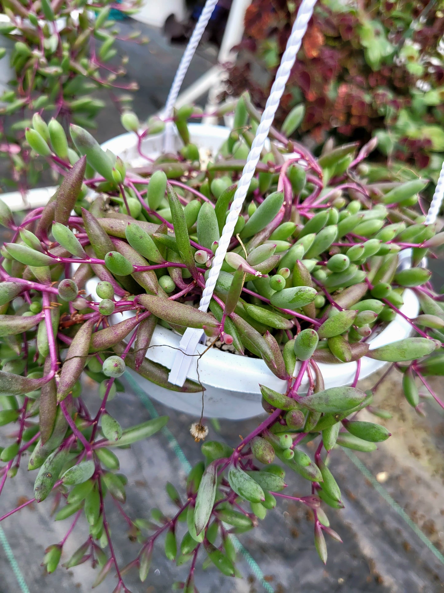 Othonna Capensis ‘Ruby Necklace’