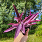 Tradescantia Pallida ‘Pink Stripe’