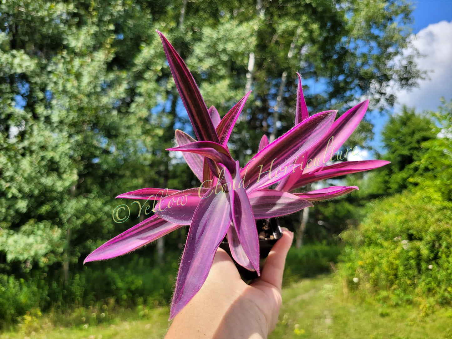 Tradescantia Pallida ‘Pink Stripe’