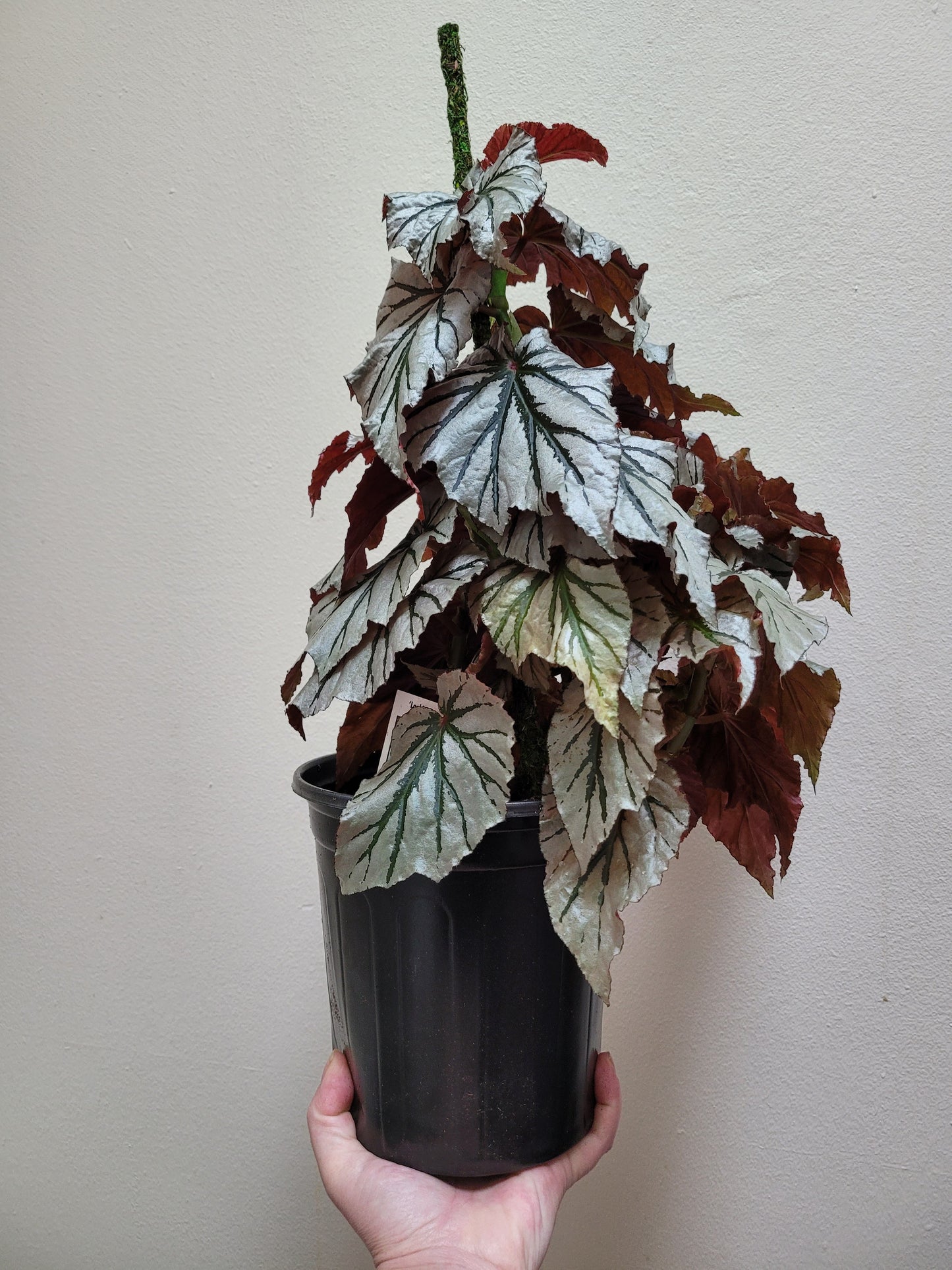 Angel Wing Begonia ‘Looking Glass’