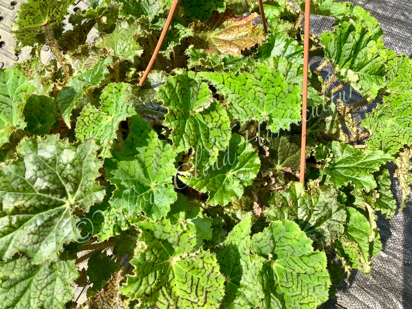 Rex Begonia ‘Harmony’s Ray Glo’