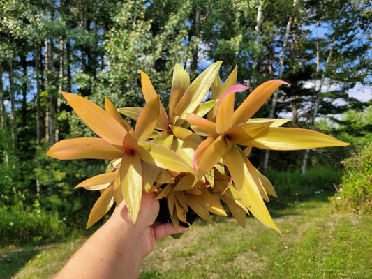 Tradescantia Spathacae ‘Hansoti02’ (aka “Sitara Gold/Amber Waves”)