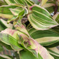 Callisia Soconuscensis ‘Variegata’