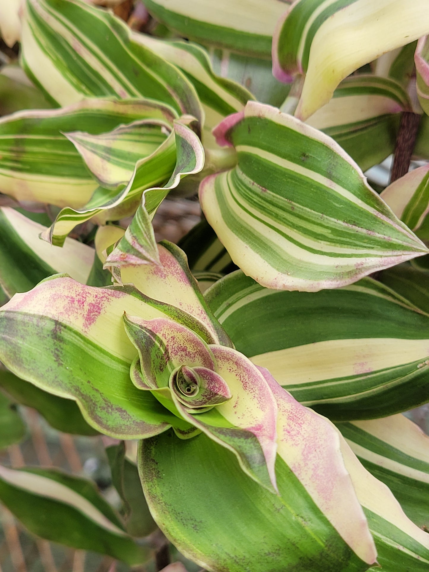 Callisia Soconuscensis ‘Variegata’