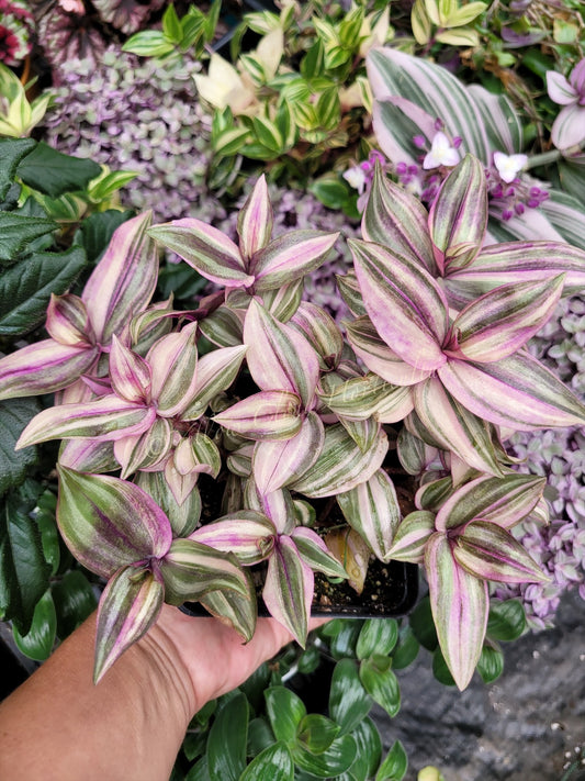 Tradescantia Zebrina ‘HappiLee’ (“Danny Lee”)