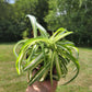 Chlorophytum Comosum ‘Bonnie’ (Curly Spider Plant)