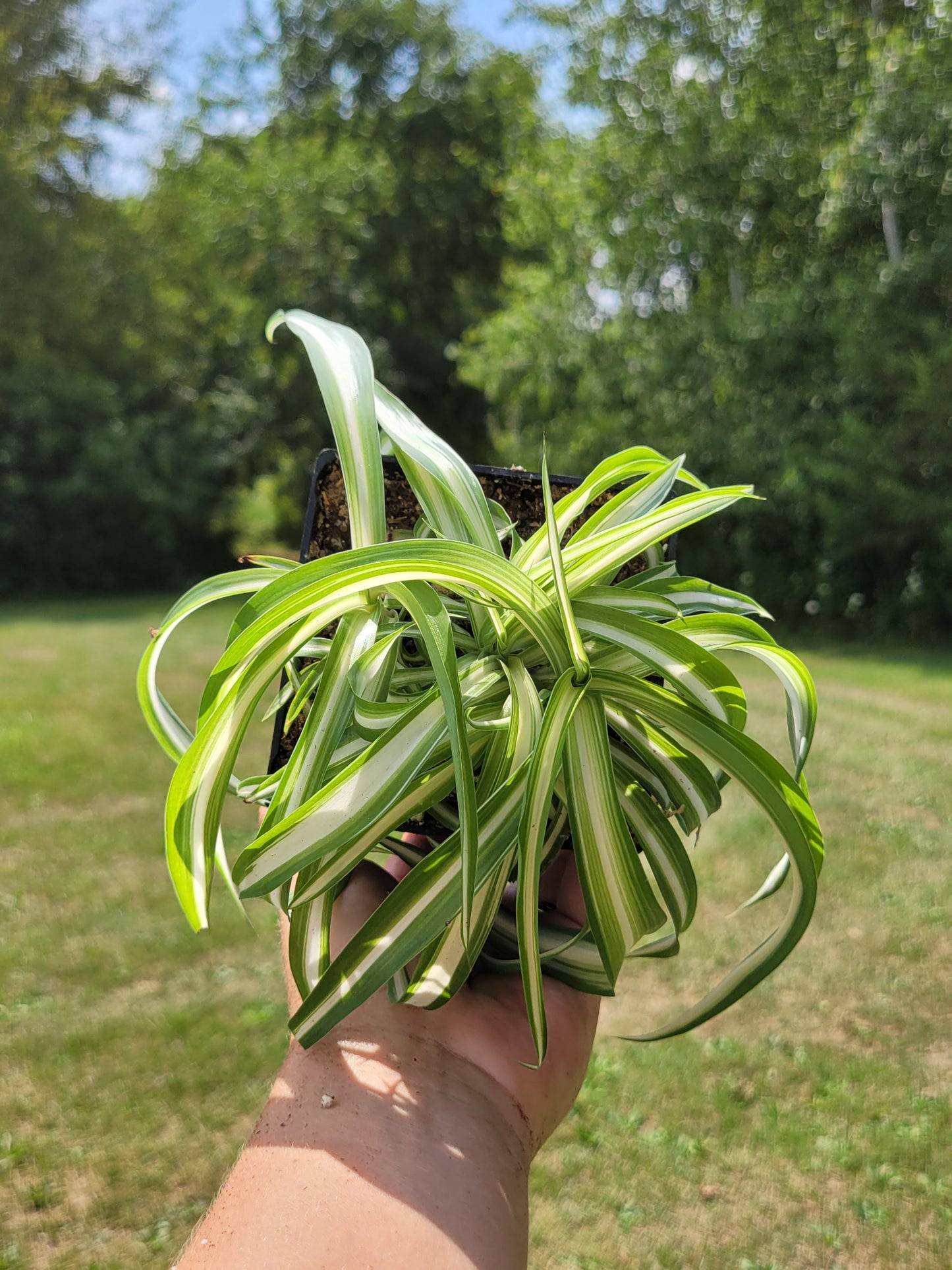 Chlorophytum Comosum ‘Bonnie’ (Curly Spider Plant)