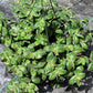 Tradescantia Chrysophylla ‘Baby Bunny Bellies’