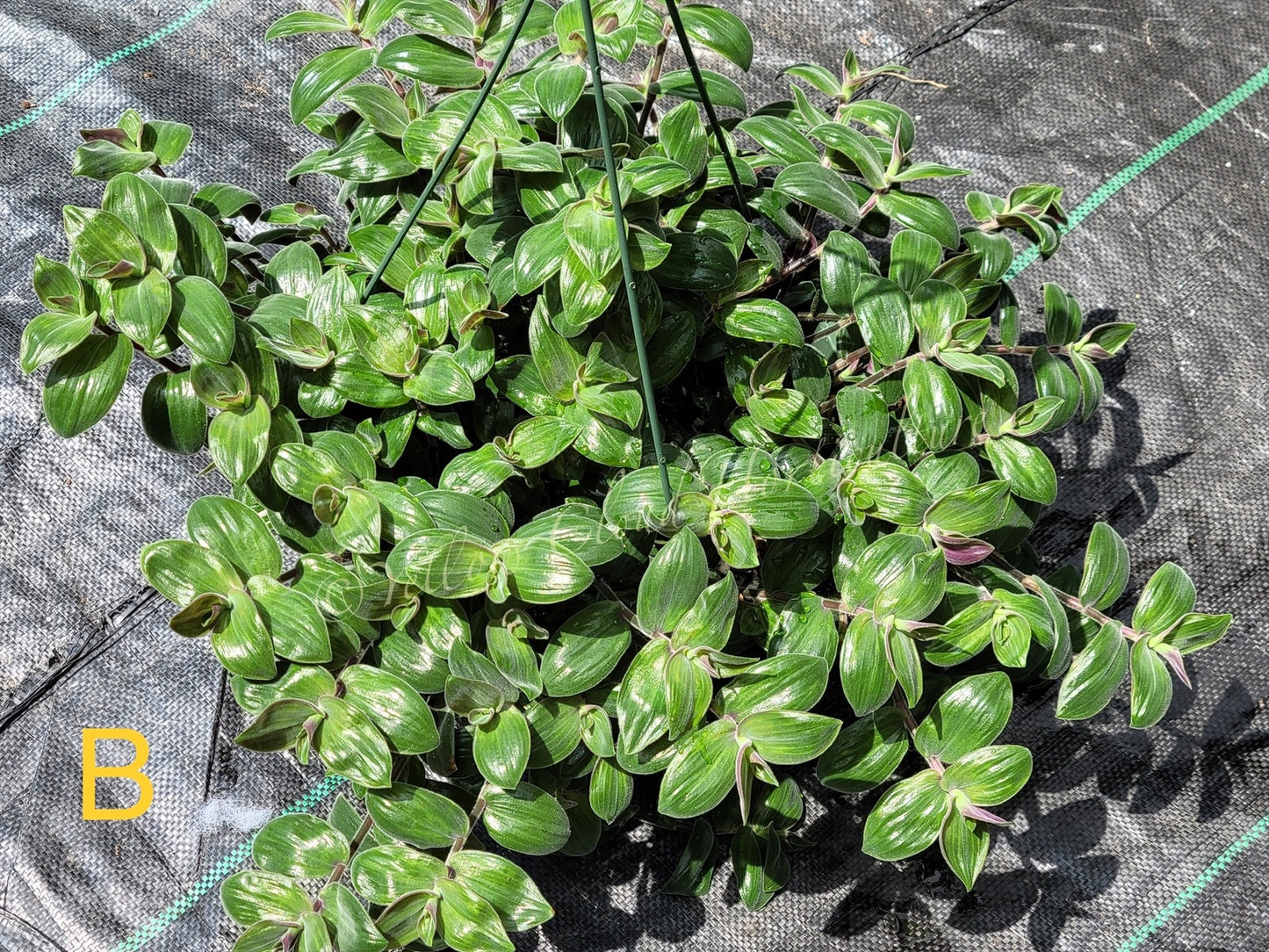 Tradescantia Chrysophylla ‘Baby Bunny Bellies’