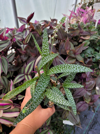 Ledebouria Socialis ‘Violacea’ (“Silver Squill/Leopard Lily”)