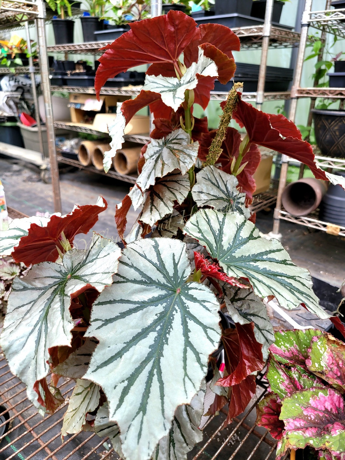 Angel Wing Begonia ‘Looking Glass’