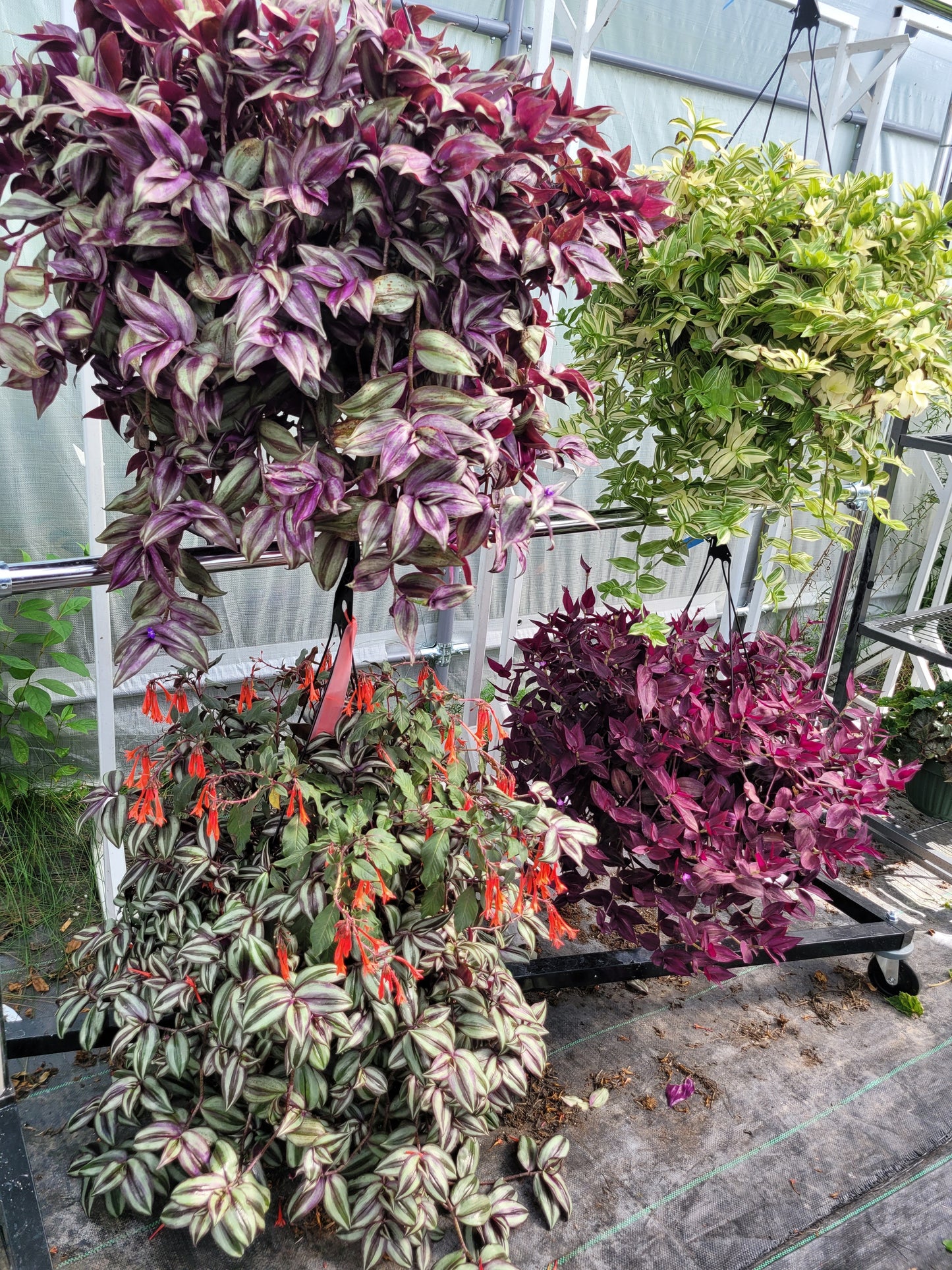 Tradescantia Zebrina ‘Violet Hill’ (“Silver Plus”)