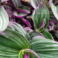 Tradescantia Cerinthoides ‘Nanouk’ (“Fantasy Venice” “Bubblegum”)