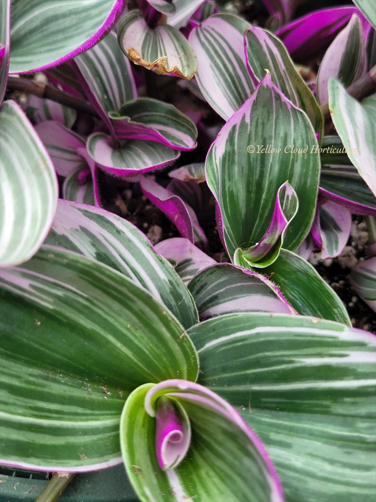 Tradescantia Cerinthoides ‘Nanouk’ (“Fantasy Venice” “Bubblegum”)