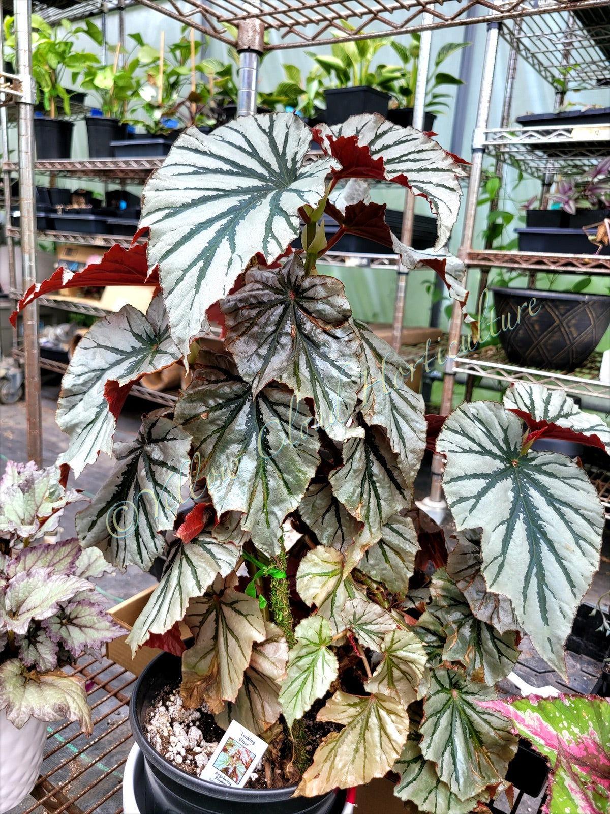 Angel Wing Begonia ‘Looking Glass’