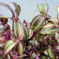 Tradescantia Zebrina Discolor-Multicolor Variation