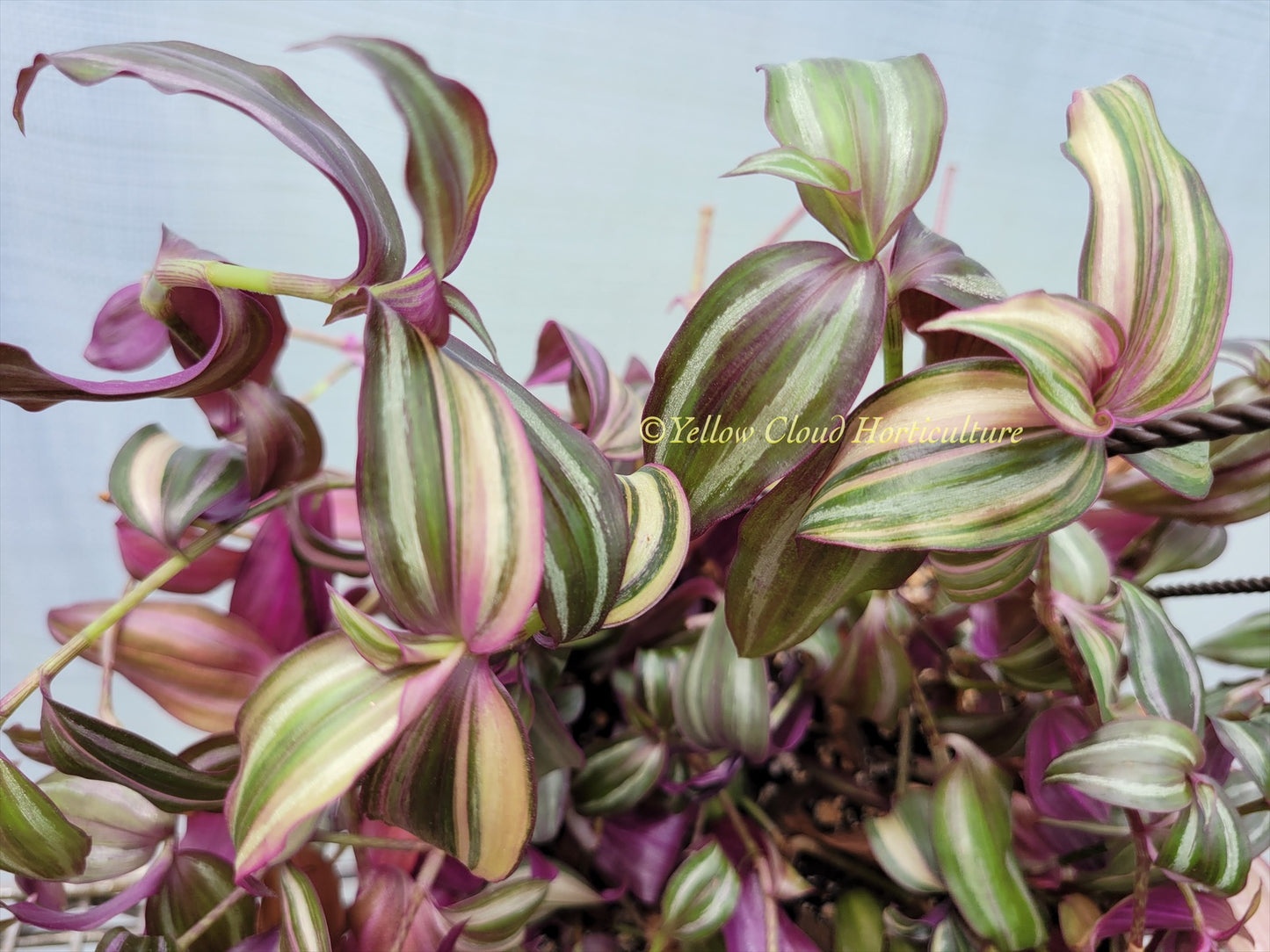 Tradescantia Zebrina Discolor-Multicolor Variation