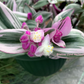 Tradescantia Cerinthoides ‘Nanouk’ (“Fantasy Venice” “Bubblegum”)