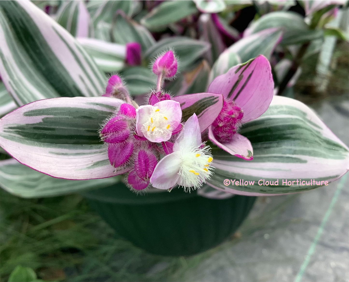 Tradescantia Cerinthoides ‘Nanouk’ (“Fantasy Venice” “Bubblegum”)