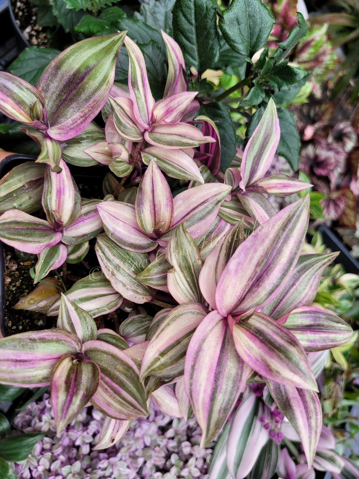 Tradescantia Zebrina ‘HappiLee’ (“Danny Lee”)