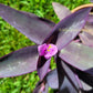 Tradescantia Pallida Purpurea “Purple Heart”