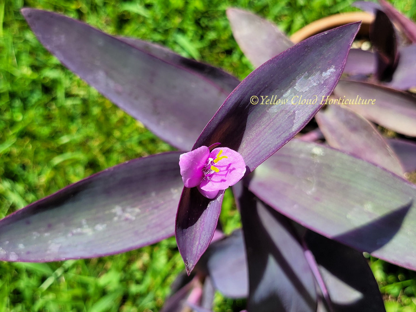 Tradescantia Pallida Purpurea “Purple Heart”