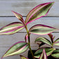 Tradescantia Zebrina ‘Quadricolor’