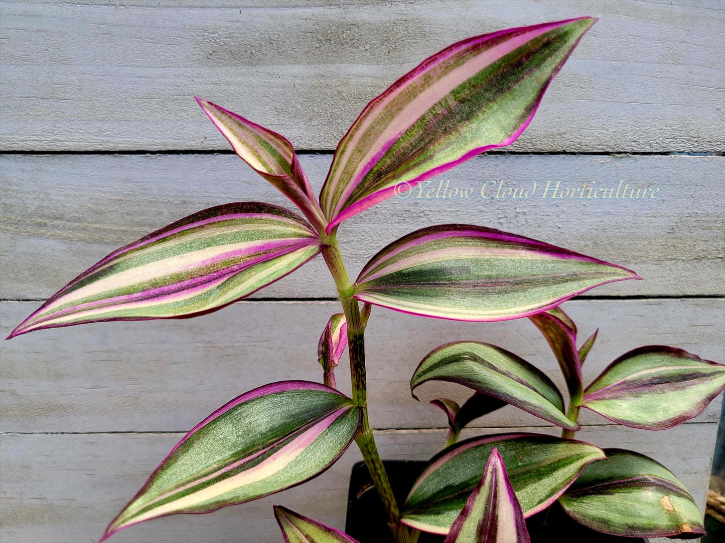 Tradescantia Zebrina ‘Quadricolor’