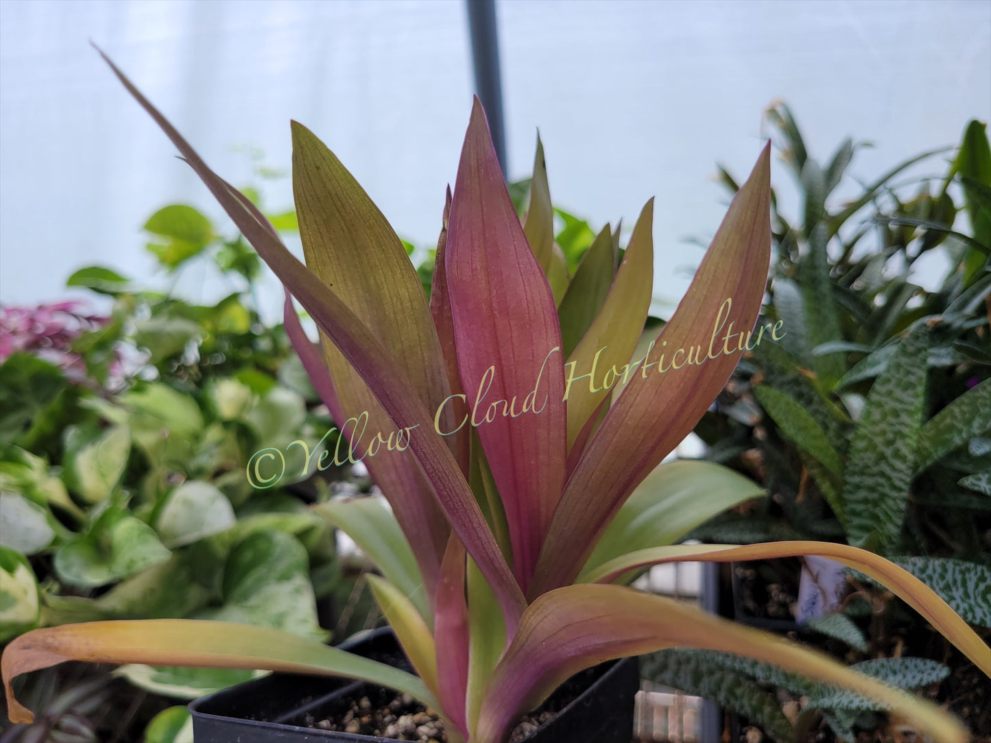 Tradescantia Spathacae ‘Hansoti02’ (aka “Sitara Gold/Amber Waves”)