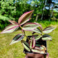 Tradescantia Zebrina ‘Quadricolor’