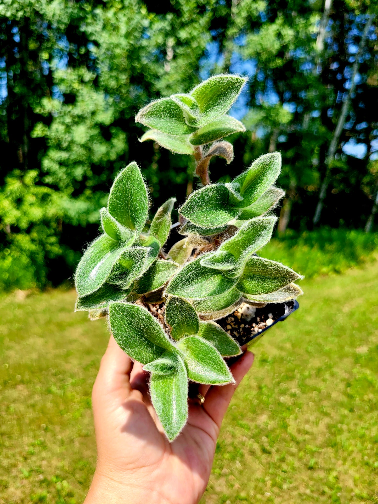 Tradescantia Sillamontana