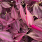 Tradescantia Zebrina Burgundy