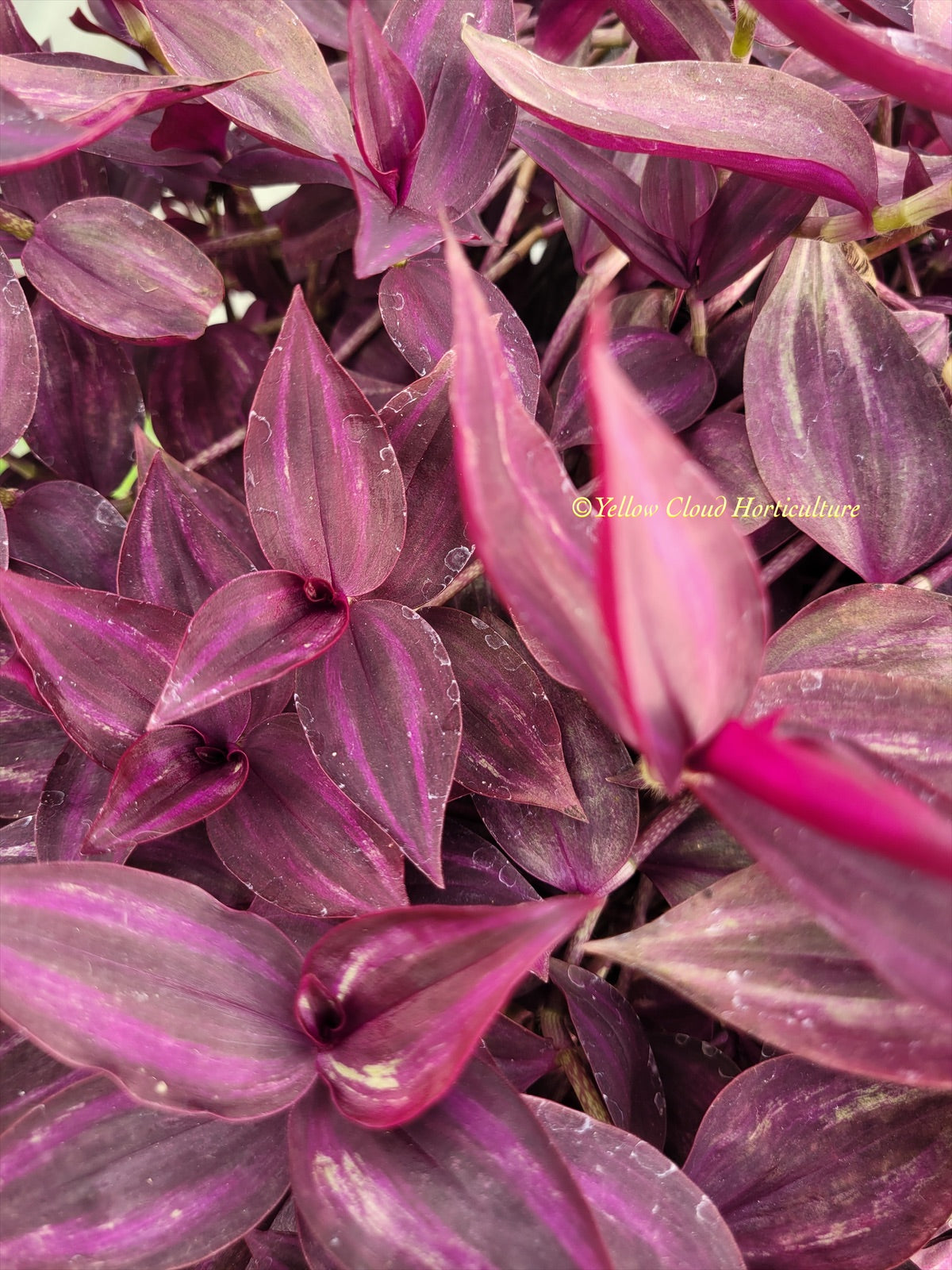 Tradescantia Zebrina Burgundy