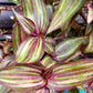 Tradescantia Zebrina ‘Tikal’