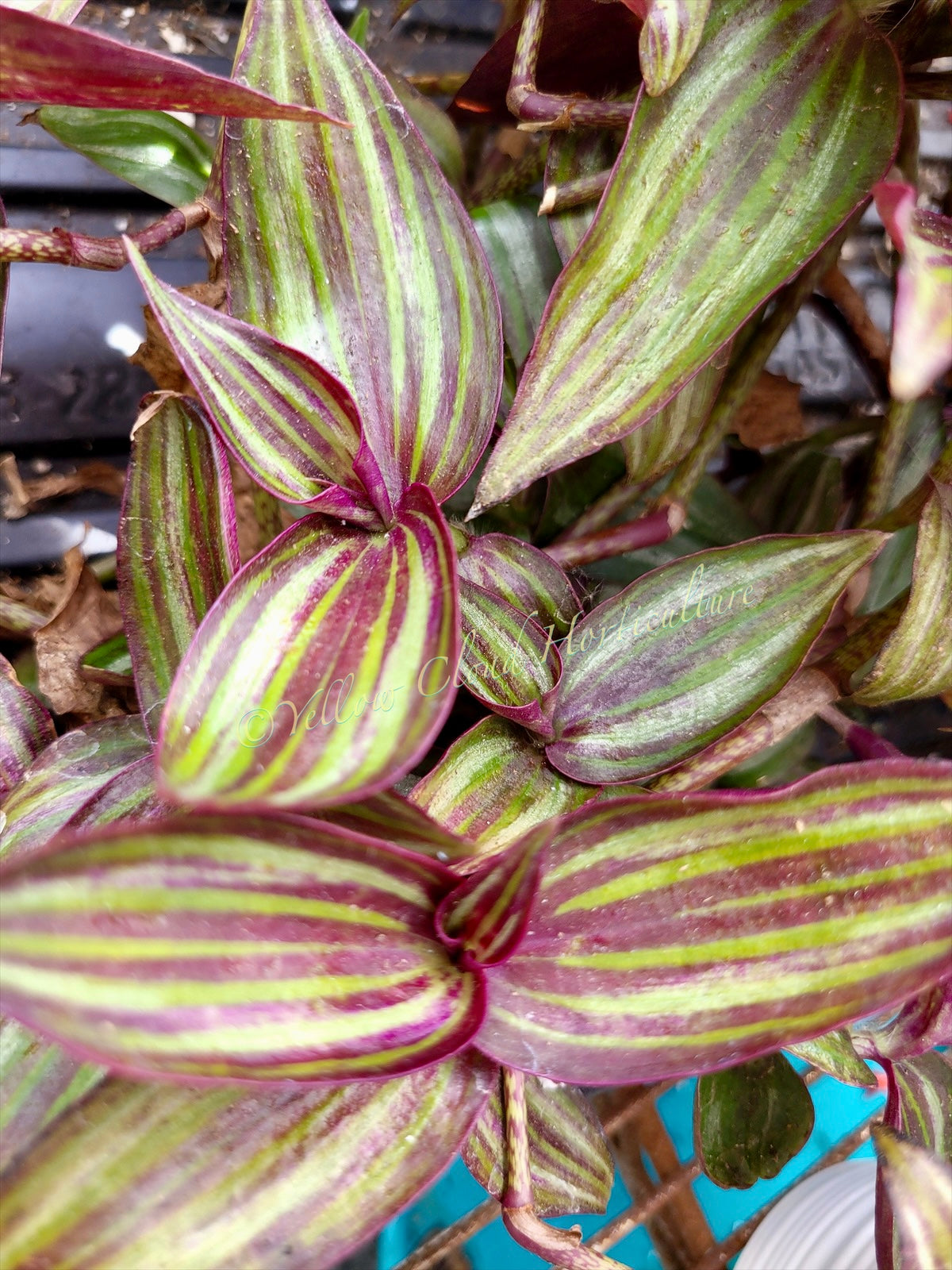 Tradescantia Zebrina ‘Tikal’