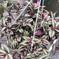 Tradescantia Zebrina ‘Violet Hill’ (“Silver Plus”)