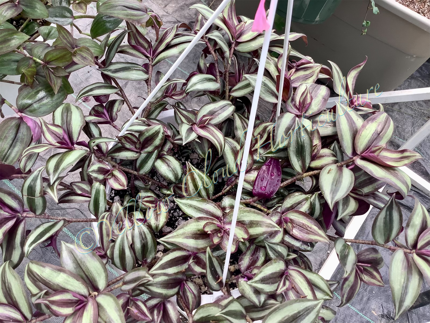 Tradescantia Zebrina ‘Violet Hill’ (“Silver Plus”)