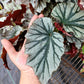 Angel Wing Begonia ‘Looking Glass’