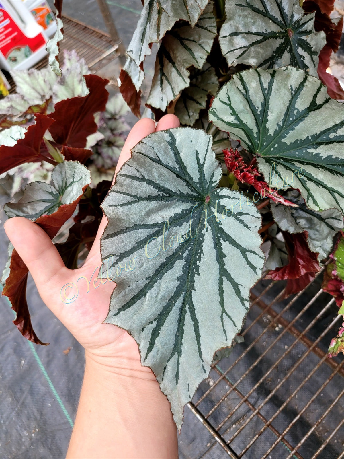 Angel Wing Begonia ‘Looking Glass’