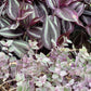 Tradescantia Zebrina Burgundy