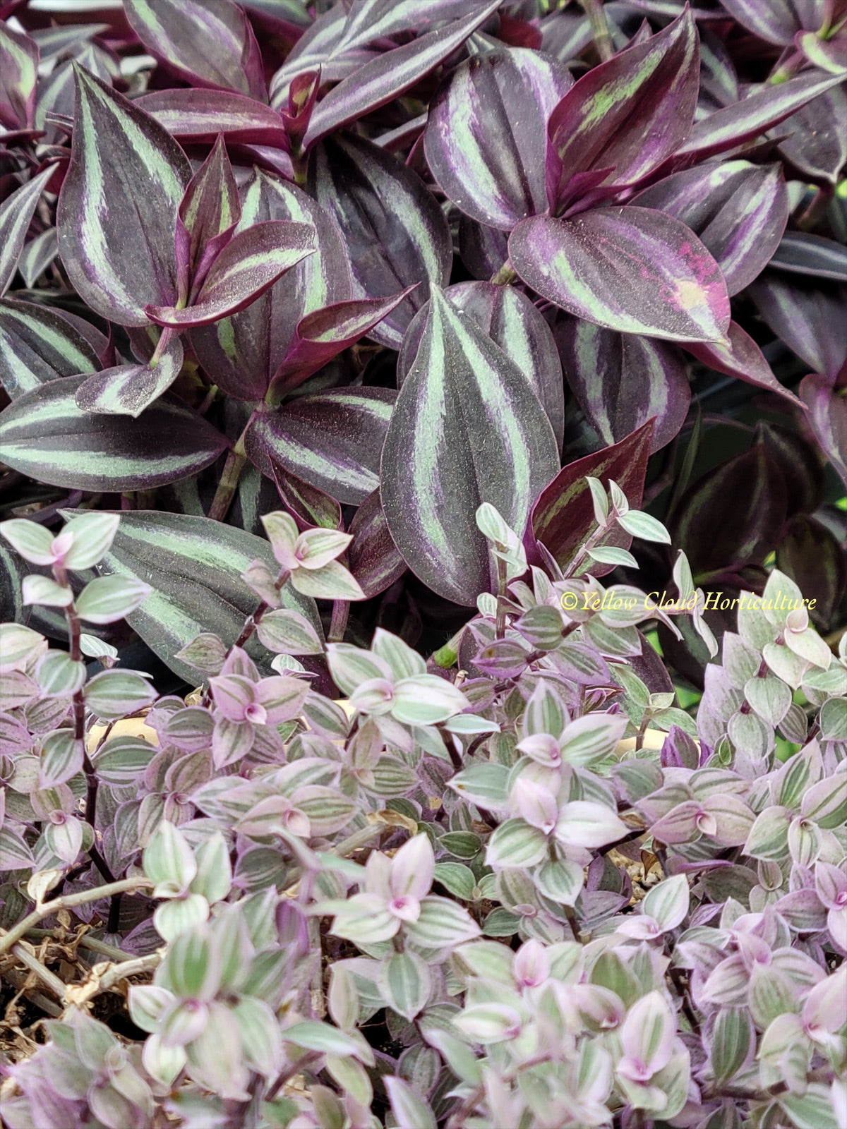 Tradescantia Zebrina Burgundy