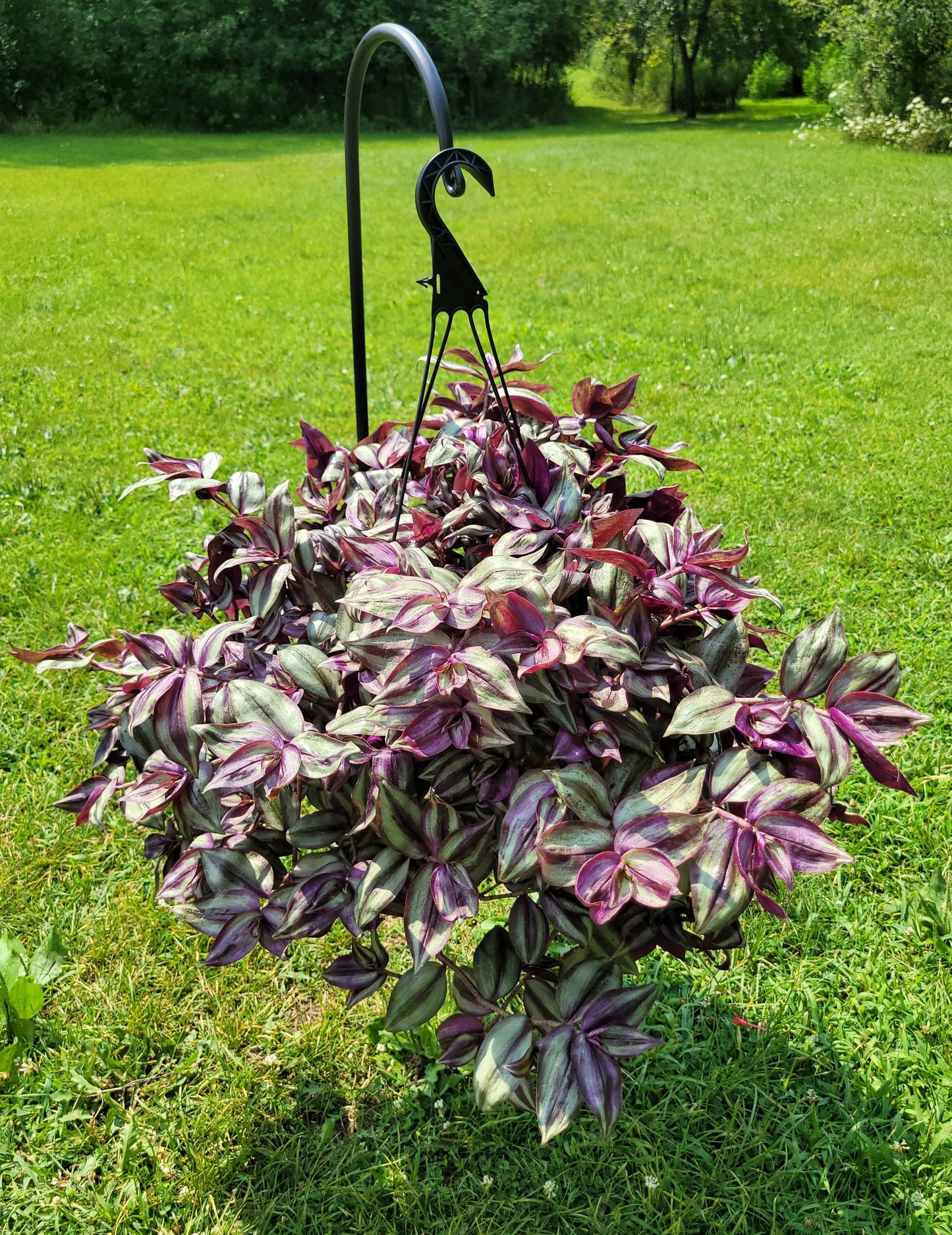 Tradescantia Zebrina ‘Violet Hill’ (“Silver Plus”)