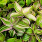 Callisia Soconuscensis ‘Variegata’