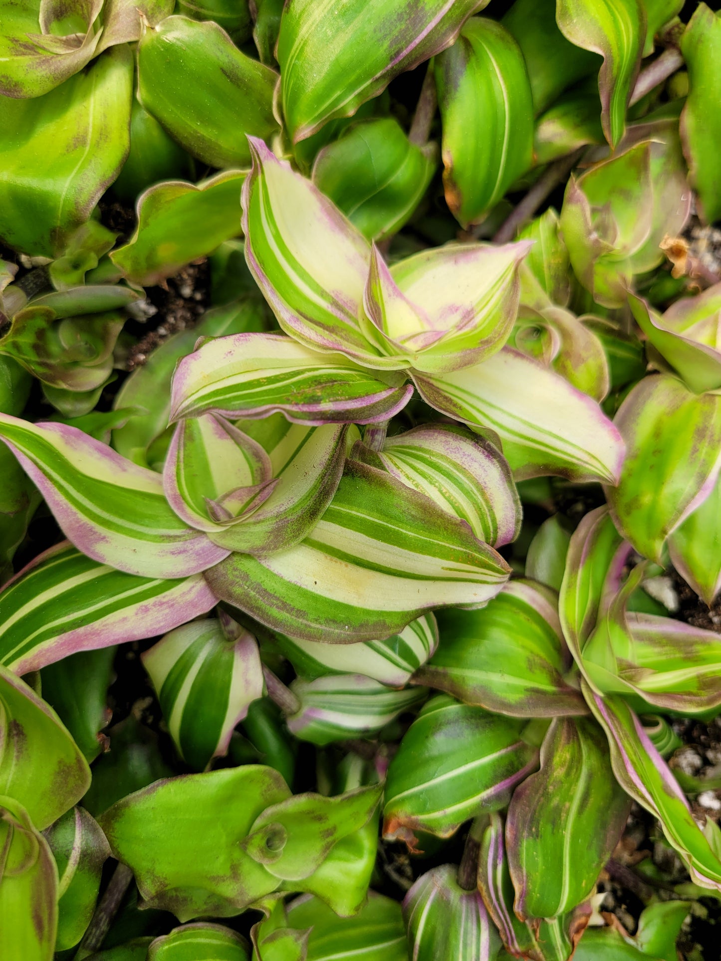 Callisia Soconuscensis ‘Variegata’