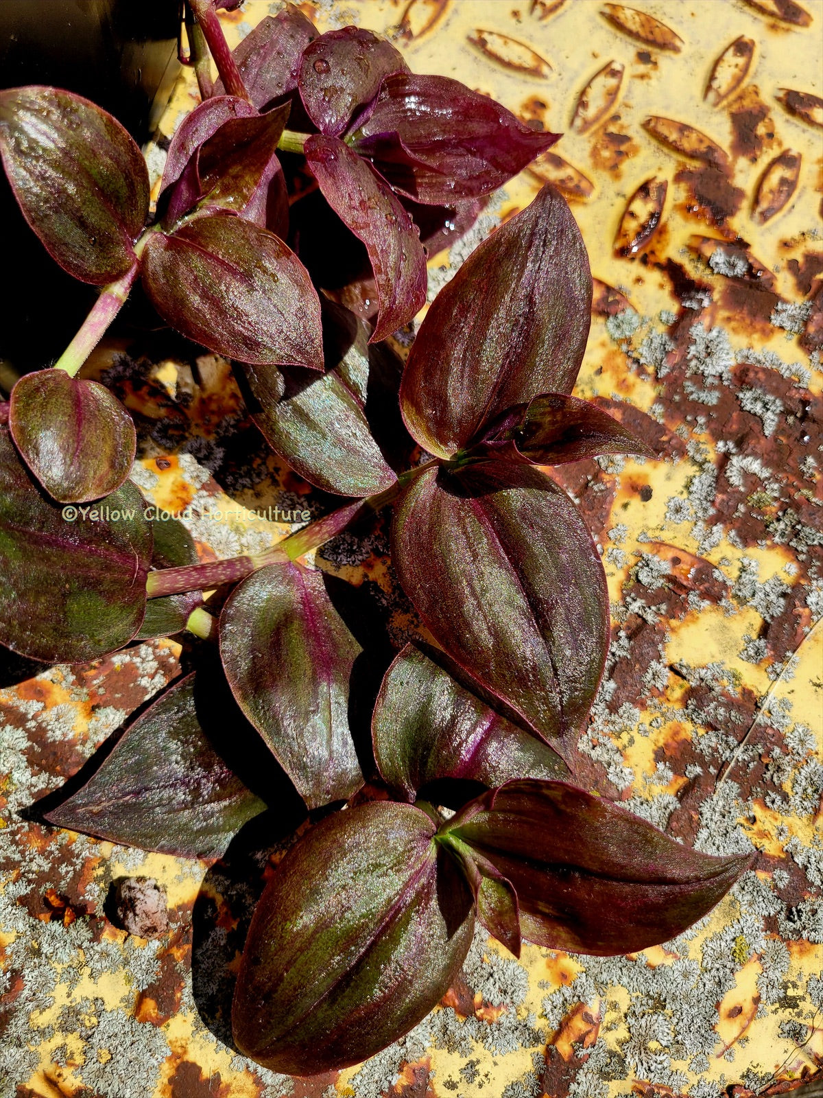 Tradescantia Zebrina ‘Purpusii’