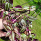 Tradescantia Zebrina Discolor-Multicolor Variation