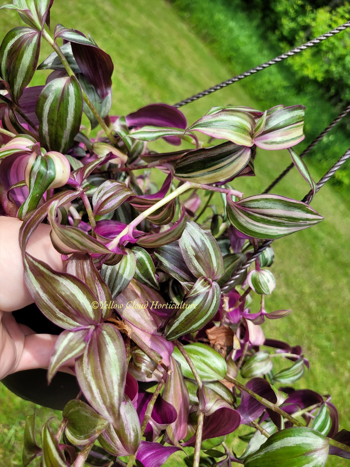 Tradescantia Zebrina Discolor-Multicolor Variation