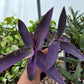 Tradescantia Pallida Purpurea “Purple Heart”