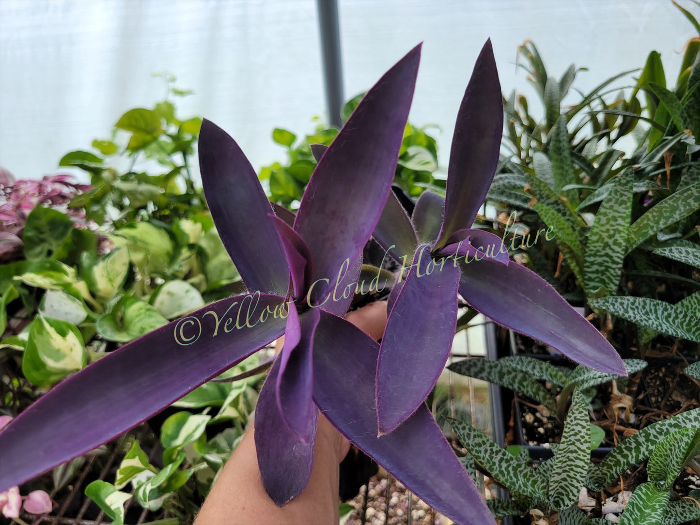 Tradescantia Pallida Purpurea “Purple Heart”